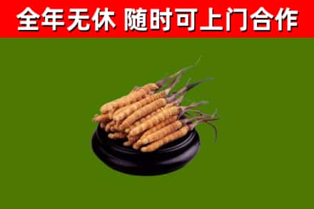汉源县回收散虫草