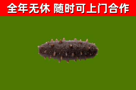 汉源县回收海参干